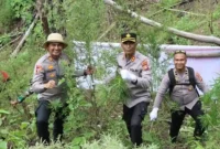 Polres Aceh Besar memusnahkan ladang ganja seluas setengah hektare yang ditemukan di kawasan pegunungan Desa Panca Kubu, Kecamatan Lembah Seulawah, Kabupaten Aceh Besar. Foto: Dok. Polres Aceh Besar