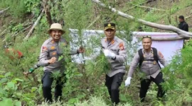 Polres Aceh Besar memusnahkan ladang ganja seluas setengah hektare yang ditemukan di kawasan pegunungan Desa Panca Kubu, Kecamatan Lembah Seulawah, Kabupaten Aceh Besar. Foto: Dok. Polres Aceh Besar