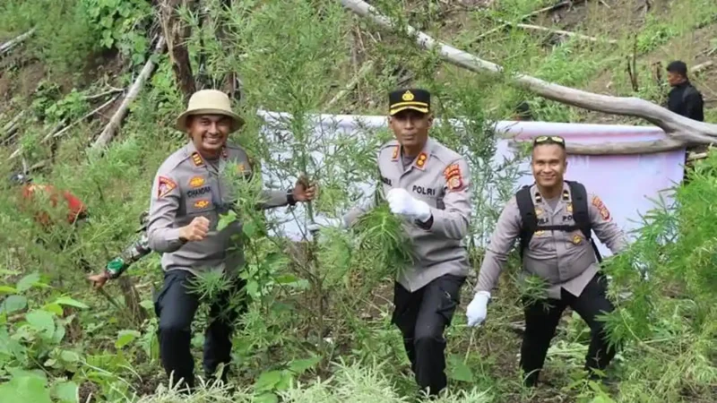 Polres Aceh Besar memusnahkan ladang ganja seluas setengah hektare yang ditemukan di kawasan pegunungan Desa Panca Kubu, Kecamatan Lembah Seulawah, Kabupaten Aceh Besar. Foto: Dok. Polres Aceh Besar