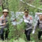 Polres Aceh Besar memusnahkan ladang ganja seluas setengah hektare yang ditemukan di kawasan pegunungan Desa Panca Kubu, Kecamatan Lembah Seulawah, Kabupaten Aceh Besar. Foto: Dok. Polres Aceh Besar